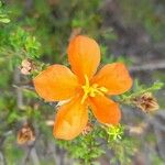 Balbisia miniata Flower