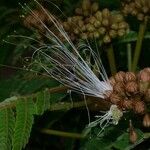 Balizia elegans Fruit