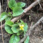 Viola rotundifolia 整株植物