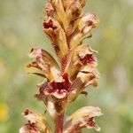 Orobanche gracilis Hábito
