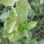 Zinnia elegans Blatt