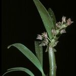 Eria clavata Habit