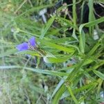 Tradescantia ohiensisBlad