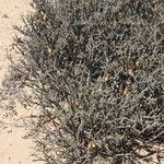 Balsamocarpon brevifolium Habit
