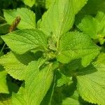 Ageratum conyzoides Leaf