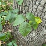 Toxicodendron radicans Ліст