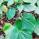 Clerodendrum buchananii برگ