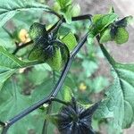 Nicandra physalodes Hoja