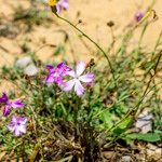 Dianthus gallicus Autre