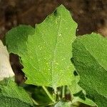 Chenopodium album ഇല