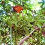 Bonellia macrocarpa Habit