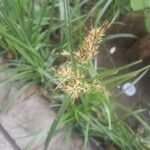 Cyperus rotundus 葉