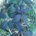 Rubus albiflorus Blatt