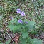 Scutellaria incana Blüte