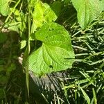 Viola pubescens Folha