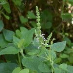 Teucrium vesicarium Blatt