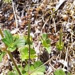 Geranium pyrenaicum Fruit