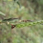 Aeschynomene rudis Fruto
