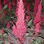 Amaranthus cruentusFlor