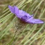 Catananche caerulea Цвят