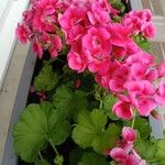 Pelargonium × hybridum आदत