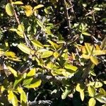 Prunus spinosa Yaprak