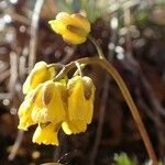 Draba aizoides Агульны выгляд