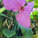 Dalechampia aristolochiifolia Blüte