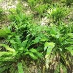 Asplenium scolopendrium Fuelha