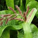 Echinochloa crus-galli Blüte