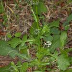 Urospermum picroides Leaf