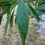 × Chitalpa tashkentensis Fuelha
