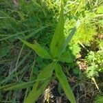 Polygonum lapathifolium Hoja