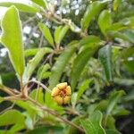 Pittosporum hematomallum Цвят