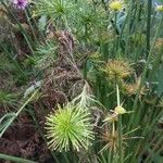 Cyperus haspan Floare