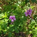 Geranium palmatum Flower