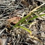 Cyperus eragrostis 叶