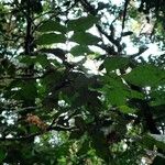 Picramnia teapensis Leaf