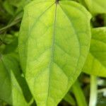 Thunbergia laevis ᱥᱟᱠᱟᱢ