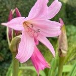 Crinum × powellii Flower