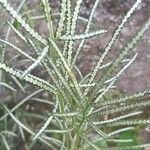 Pteris cretica Leaf