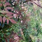 Nandina domesticaFolha