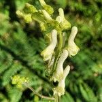 Aconitum krylovii Flower