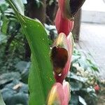 Heliconia rostrata Çiçek