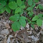 Rubus occidentalis Levél