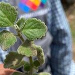 Coleus hadiensis Leaf