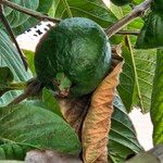 Psidium guajava Fruit