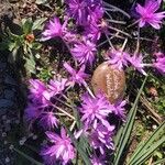 Colchicum variegatum Cvet