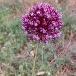 Allium atroviolaceum Çiçek