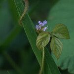 Calopogonium mucunoides Květ